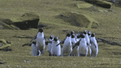 giphy 6